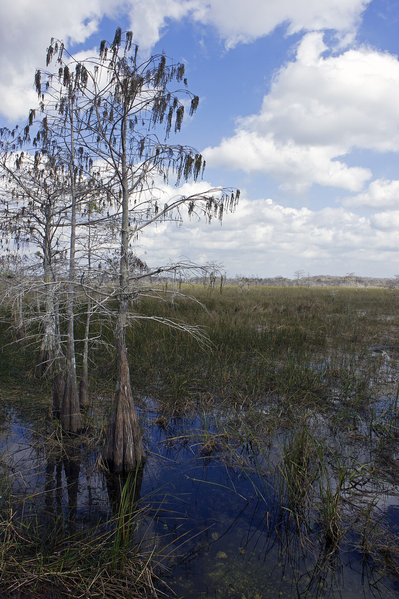 Everglades landscape; file photo